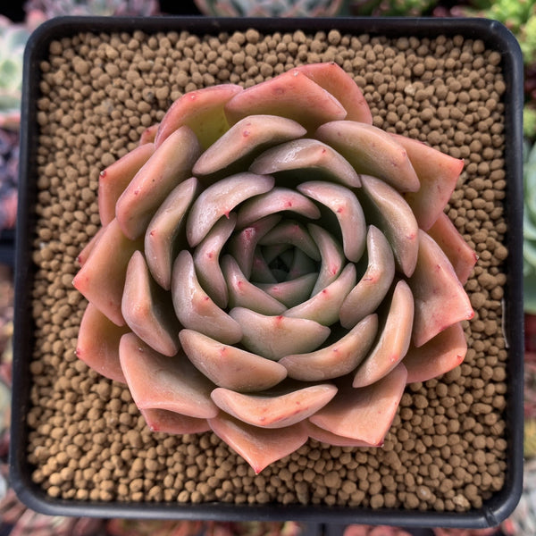 Echeveria Agavoides 'Nocturnal' 4" Succulent Plant