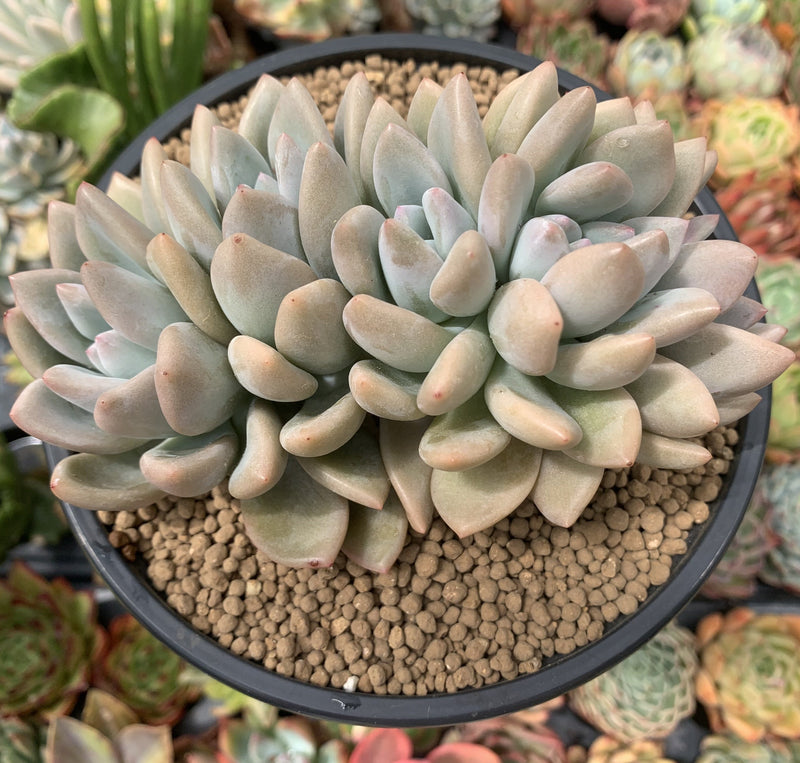 Graptoveria 'Opalina' 5" Cluster Succulent Plant