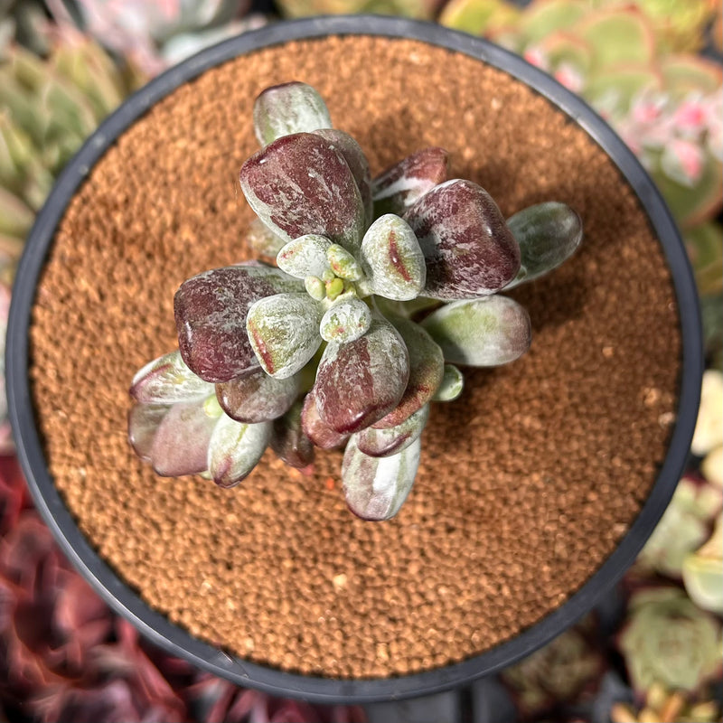 Cotyleydon Orbiculata Var. 'Hoppi' Variegated 3" Succulent Plant