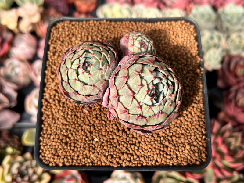 Echeveria 'Andamiro' 3" Cluster Succulent Plant