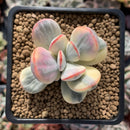 Cotyledon 'Orbiculata' Variegated 2" Succulent Plant