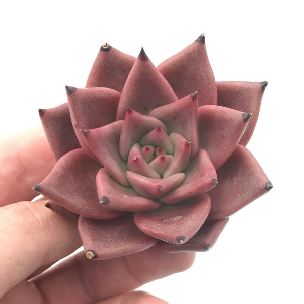 Echeveria Agavoides ‘Romeo’ 2" Rare Succulent Plant