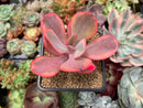 Echeveria 'Angel Wings' Variegated 2"-3" Succulent Plant