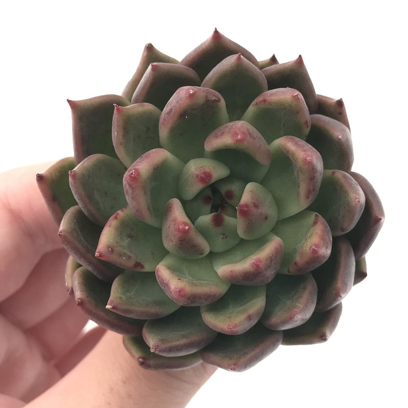 Echeveria Agavoides 'Golden Bear' 2"-3" Succulent Plant