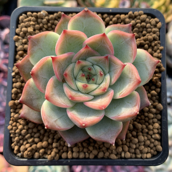 Echeveria Agavoides 'Estrella' 2" Succulent Plant