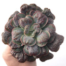 Echeveria 'Hearts Delight' Large 7"+ Carunculated Succulent Plant