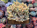 Cremeneria 'Expatriata' (Cremnophila linguifolia x Echeveria amoena ‘Microcalyx’) Crested Cluster 3"-4" Succulent Plant