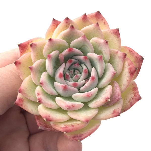 Echeveria ‘Maria’ 2”-3” Rare Succulent Plant