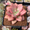 Graptoveria 'Ruby Donna' 2" Succulent Plant