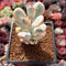 Cotyledon 'Orbiculata' Variegated 2" Succulent Plant