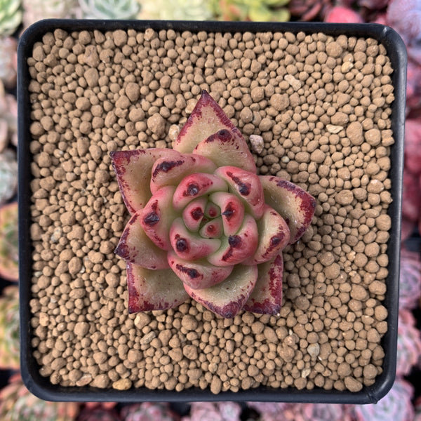 Echeveria Agavoides 'Maria' 3" Succulent Plant