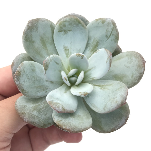 Echeveria 'Laui' 3" Rare Succulent Plant