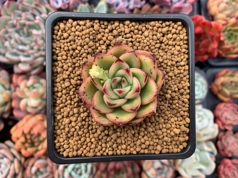 Echeveria Agavoides 'Toby' 2" Succulent Plant