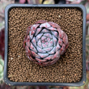 Echeveria 'Anchez Mejoradae' 1"-2" Seed-grown Succulent Plant