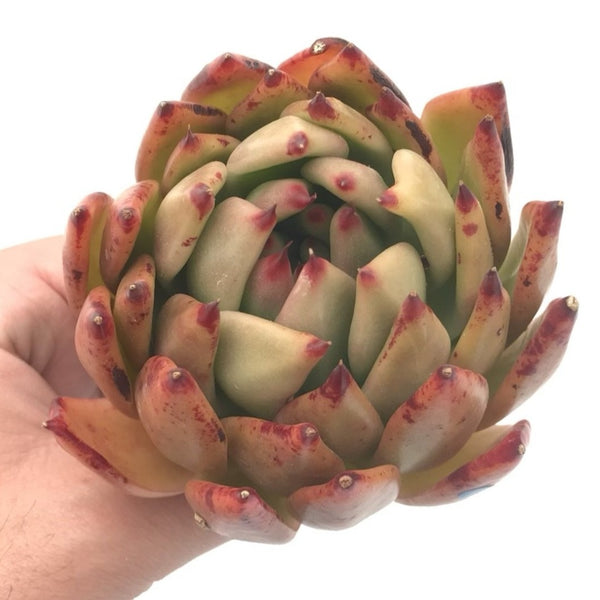 Echeveria Agavoides ‘Helia’ 4" Rare Succulent Plant