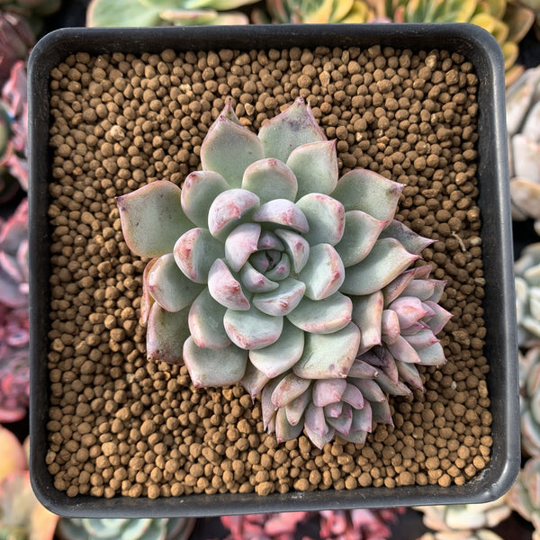 Echeveria sp. 2" Cluster Succulent Plant