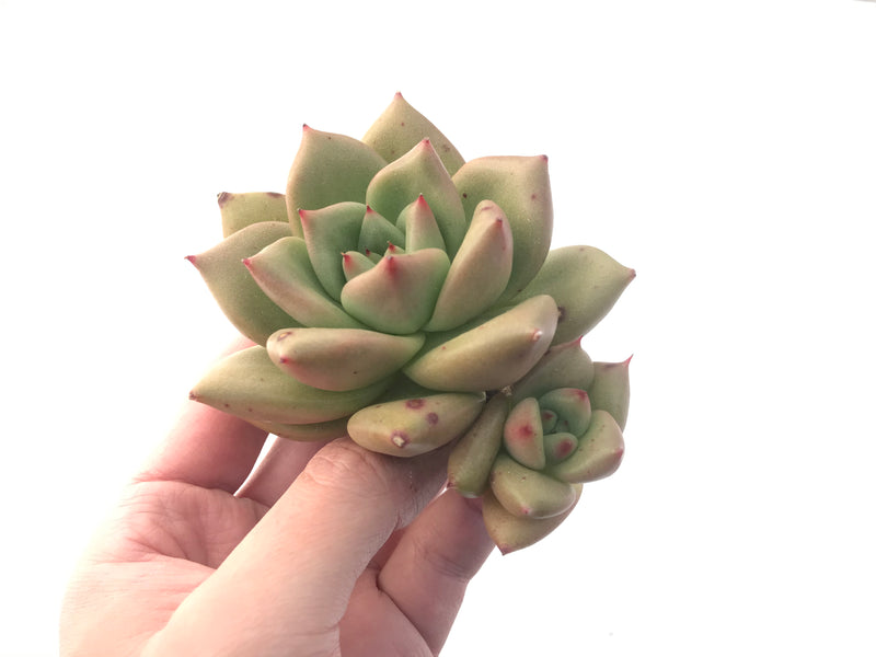 Echeveria Agavoides sp. 3" Succulent Plant