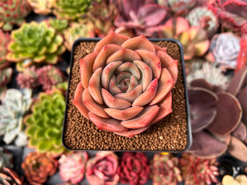 Echeveria 'Angelina' 2"-3" Succulent Plant