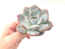 Echeveria 'Orange Monroe' 3" Rare Powdery Succulent Plant