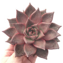 Echeveria Agavoides 'Red Ebony' 5" Extra Large Succulent Plant