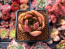 Echeveria 'Green Puff' 2" New Hybrid Succulent Plant