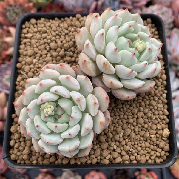 Echeveria sp. 4" Cluster Succulent Plant