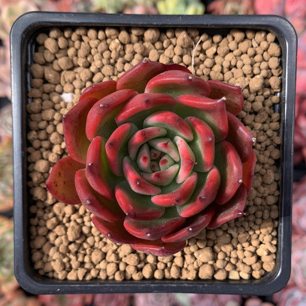 Echeveria Agavoides sp. 3" Succulent Plant