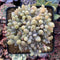 Cremeneria 'Expatriata' (Cremnophila linguifolia x Echeveria amoena ‘Microcalyx’) Crested Cluster 3"-4" Succulent Plant