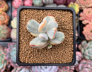 Cotyledon 'Orbiculata' Variegated 2" Succulent Plant