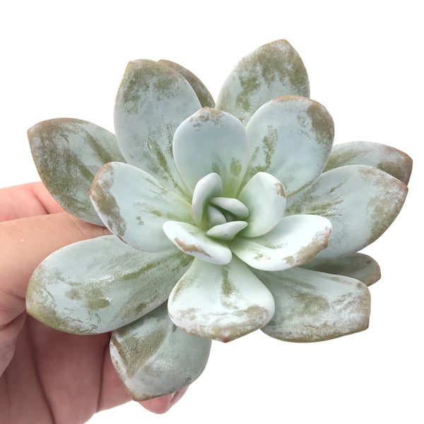 Echeveria 'Laui' 3" Rare Succulent Plant