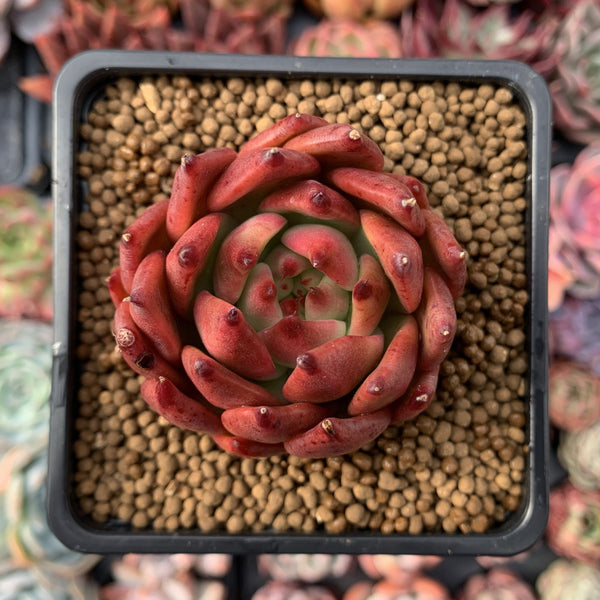 Echeveria Agavoides 'Bap' 2" New Hybrid Succulent Plant