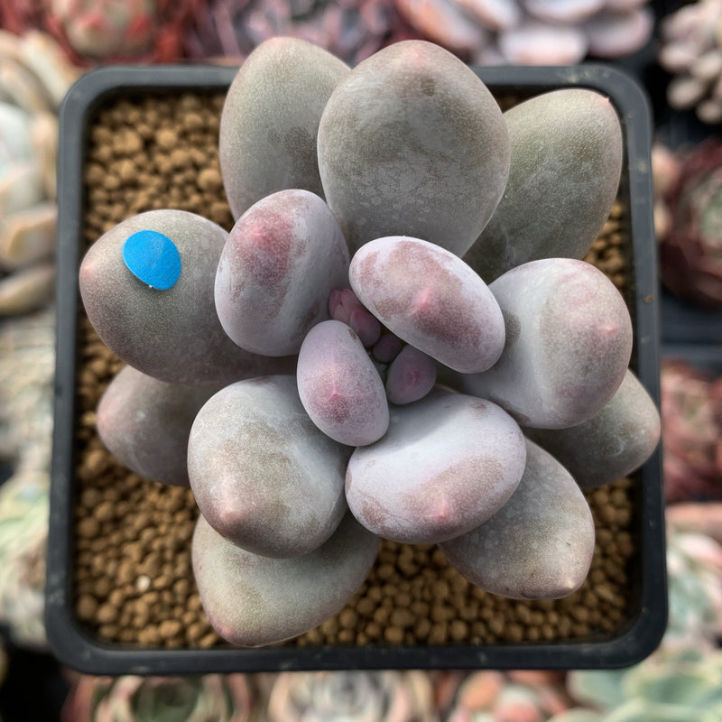 Pachyveria 'Beauty' 2" Powdery Succulent Plant