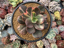 Echeveria 'Primadonna' Variegated 4"-5" Succulent Plant