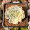 Echeveria 'Minima' Variegated 1" Succulent Plant