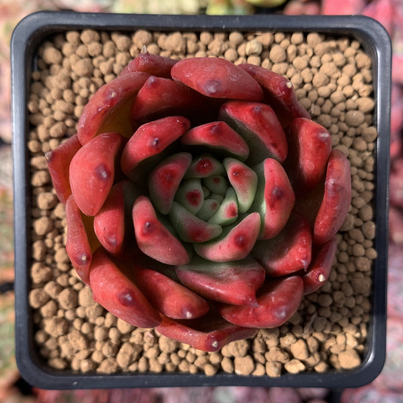 Echeveria Agavoides 'Frank Reinalt' Superclone 2"-3" Succulent Plant