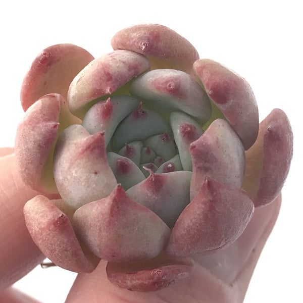 Echeveria 'Gold Peach' 1" Small Succulent Plant