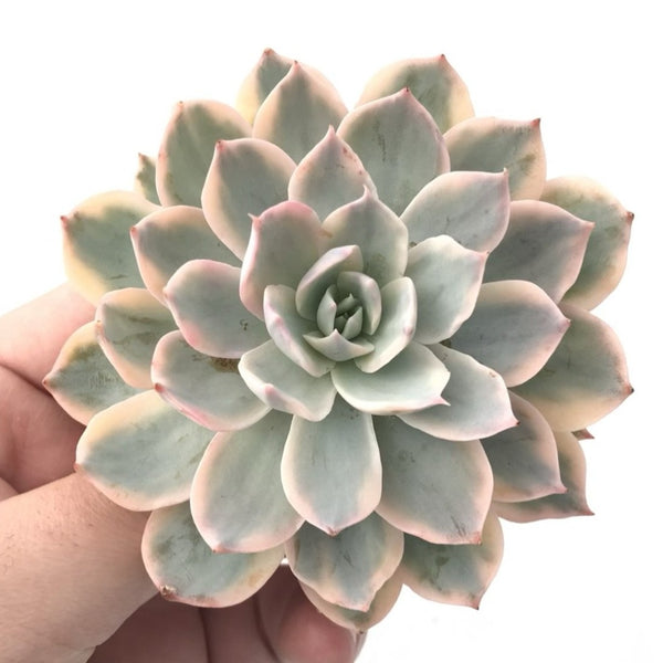 Echeveria Subsessilis Variegated 3" Rare Succulent Plant