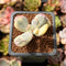 Cotyledon 'Orbiculata' Variegated 1" Small Cutting Succulent Plant *Cutting*