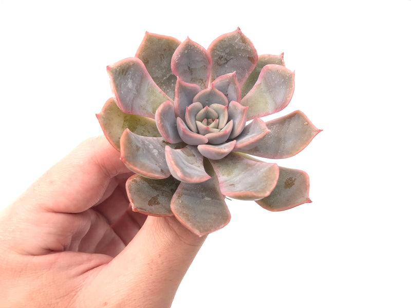 Echeveria 'Fiona' 2"-3" Succulent Plant