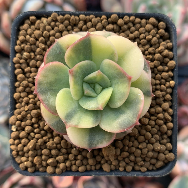 Echeveria 'Nicksana' Variegated 1" Small Succulent Plant