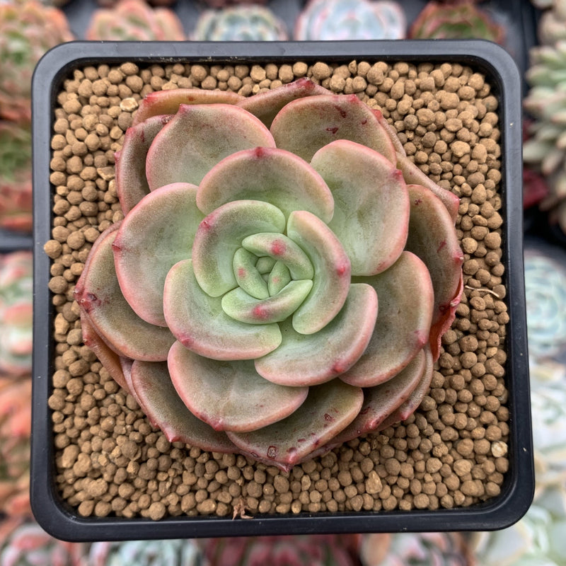 Echeveria 'White Champaign' Hybrid 2" Succulent Plant