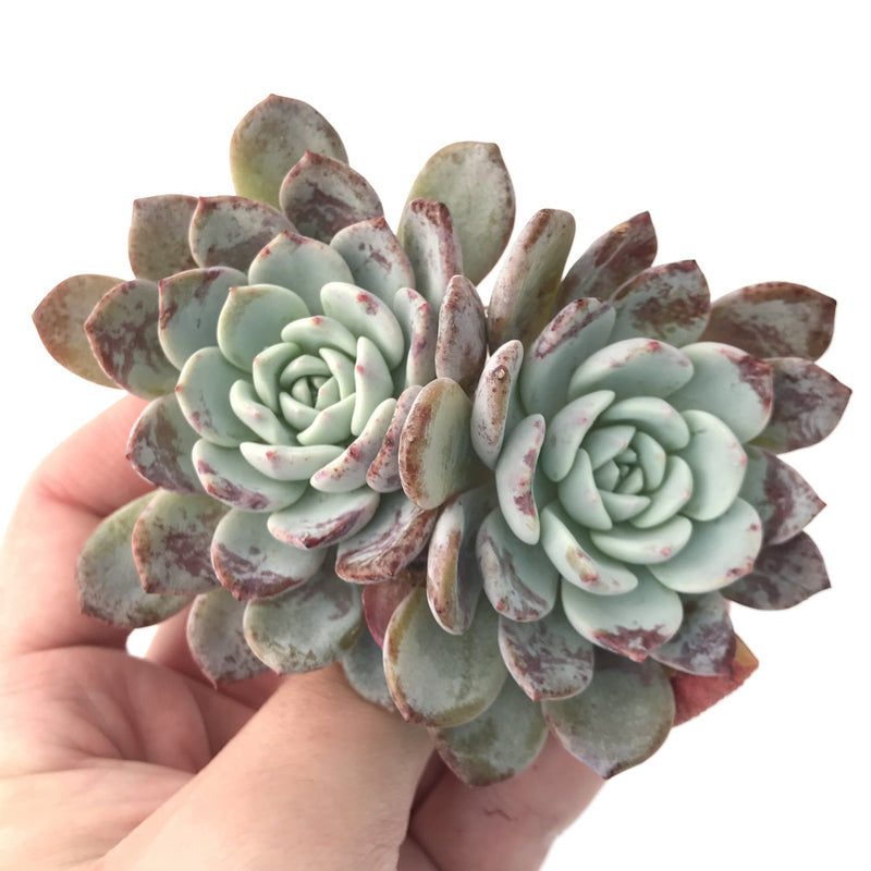 Echeveria 'Raffine' Cluster 3" Powdery Succulent Plant