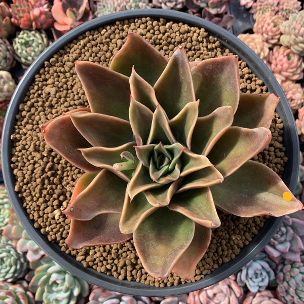 Echeveria Agavoides 'Rubella' 6"-7" Hard To Find Very Large Succulent Plant