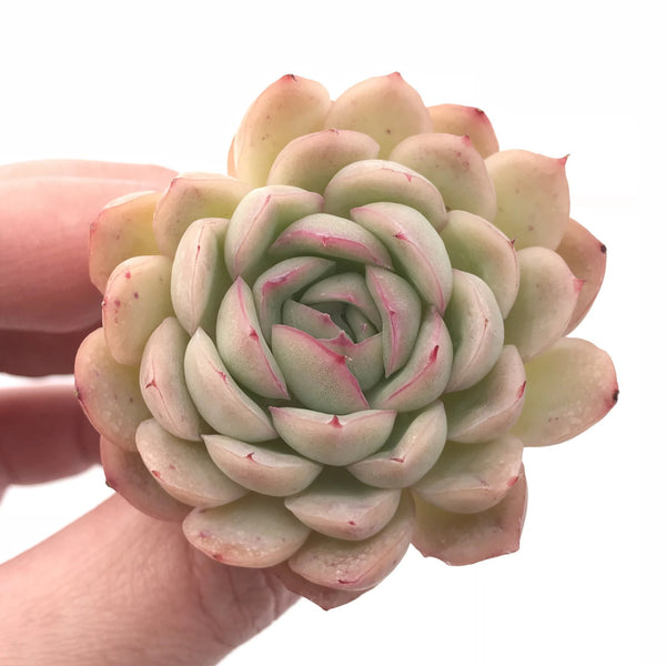 Echeveria Strawberry Ice 3” Rare Succulent Plant