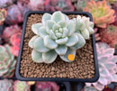 Sedum 'Clavatum' Variegated 2"-3" Succulent Plant