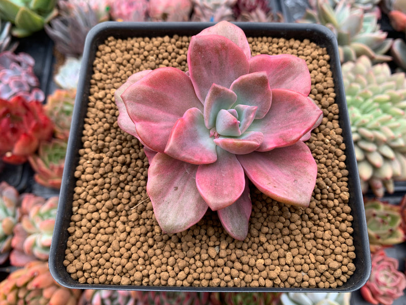 Graptoveria 'Mrs. Richards' Variegated 4" Succulent Plant