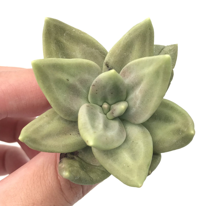 Echeveria 'Xichuensis' 3" Rare Succulent Plant