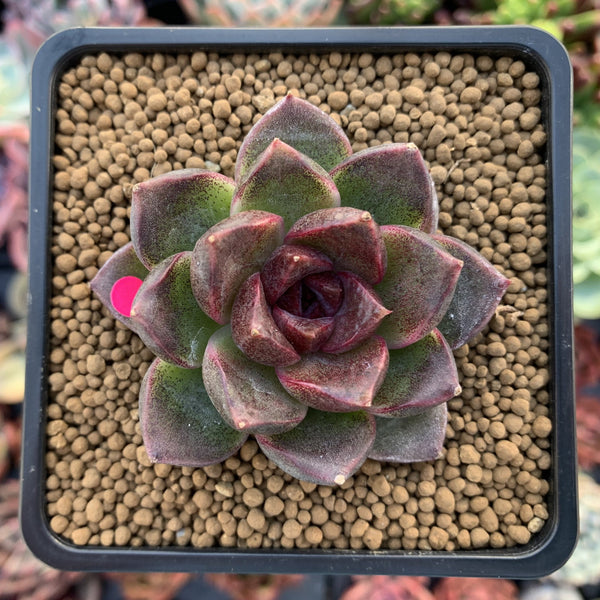 Echeveria Agavoides 'Black Queen' 1"-2" Succulent Plant