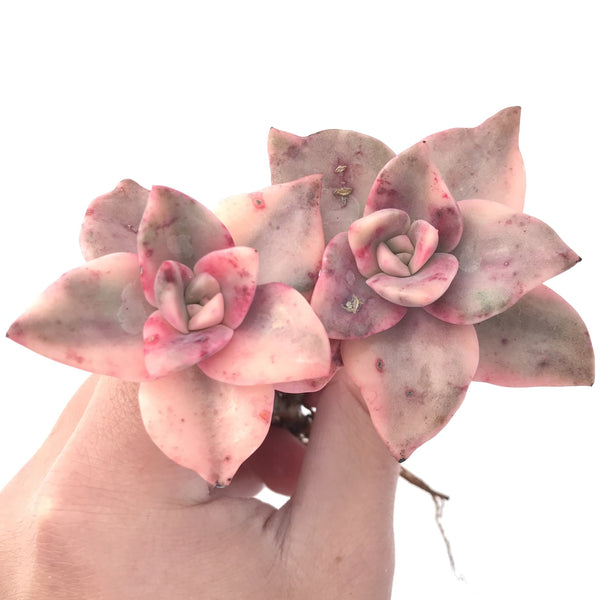 Graptopetalum 'Bainesii' Variegated 4" Double Headed Succulent Plant