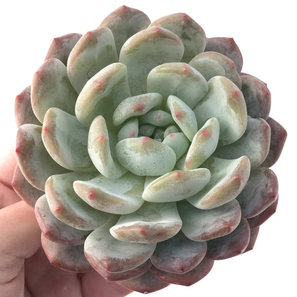 Echeveria 'Orange Monroe' 3" Powdery Succulent Plant